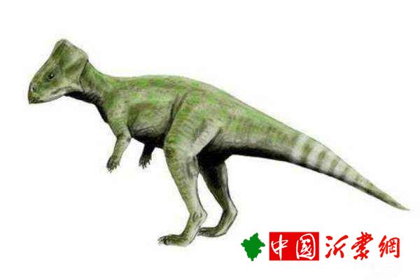 喇嘛角龙蒙古小型植食恐龙体长2米带有三角头盾