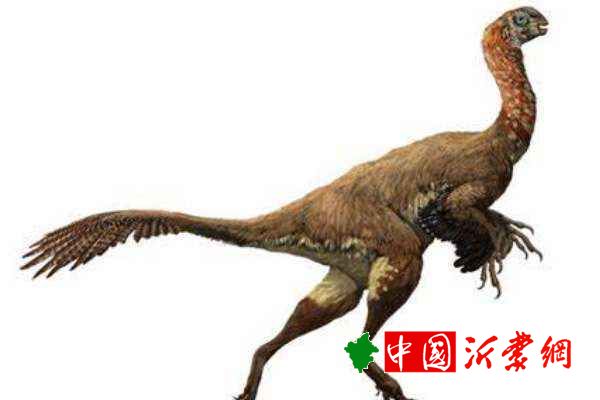 小型窃蛋龙可汗龙 体长仅1.2米带有羽毛和喙状嘴